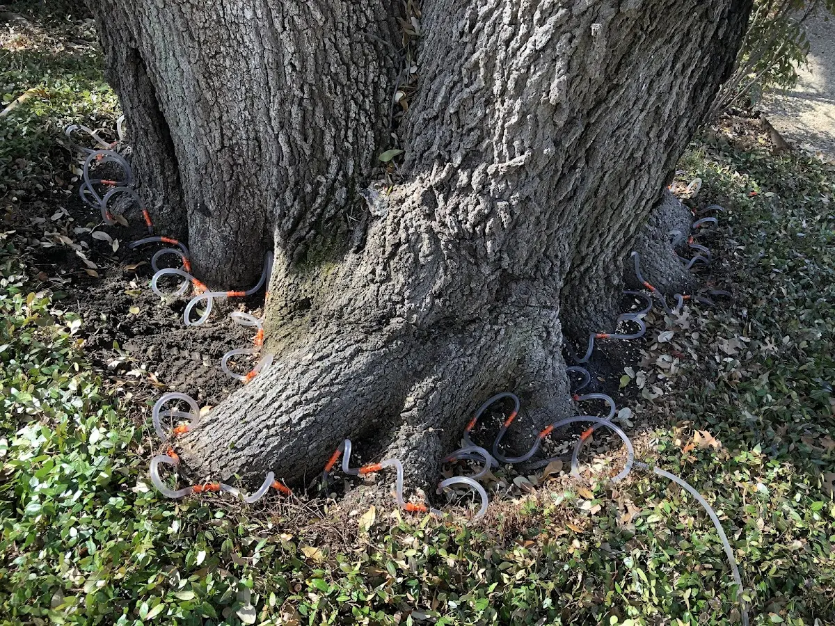 Detailed Tree Cabling and Bracing job site in Belmond